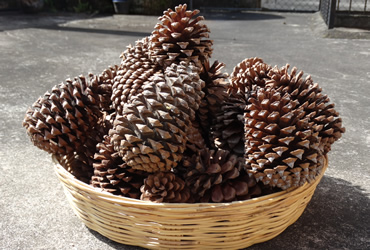 Árboles de Navidad Plantación las Rocas