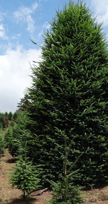 Árboles de Navidad Plantación las Rocas