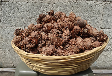 Árboles de Navidad Plantación las Rocas