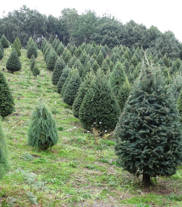 Árboles de Navidad Plantación las Rocas