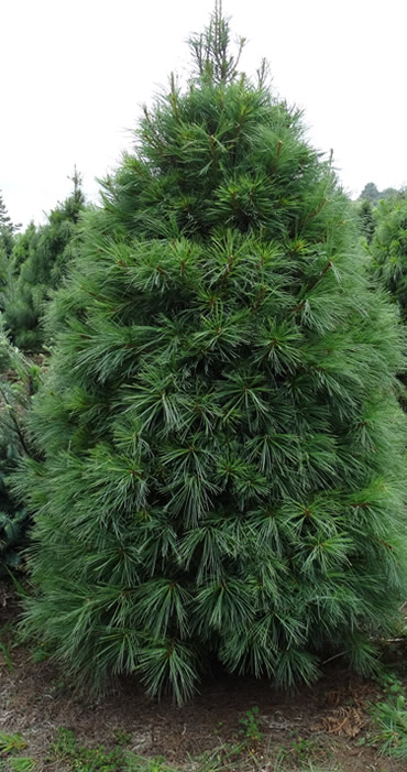 Árboles de Navidad Plantación las Rocas