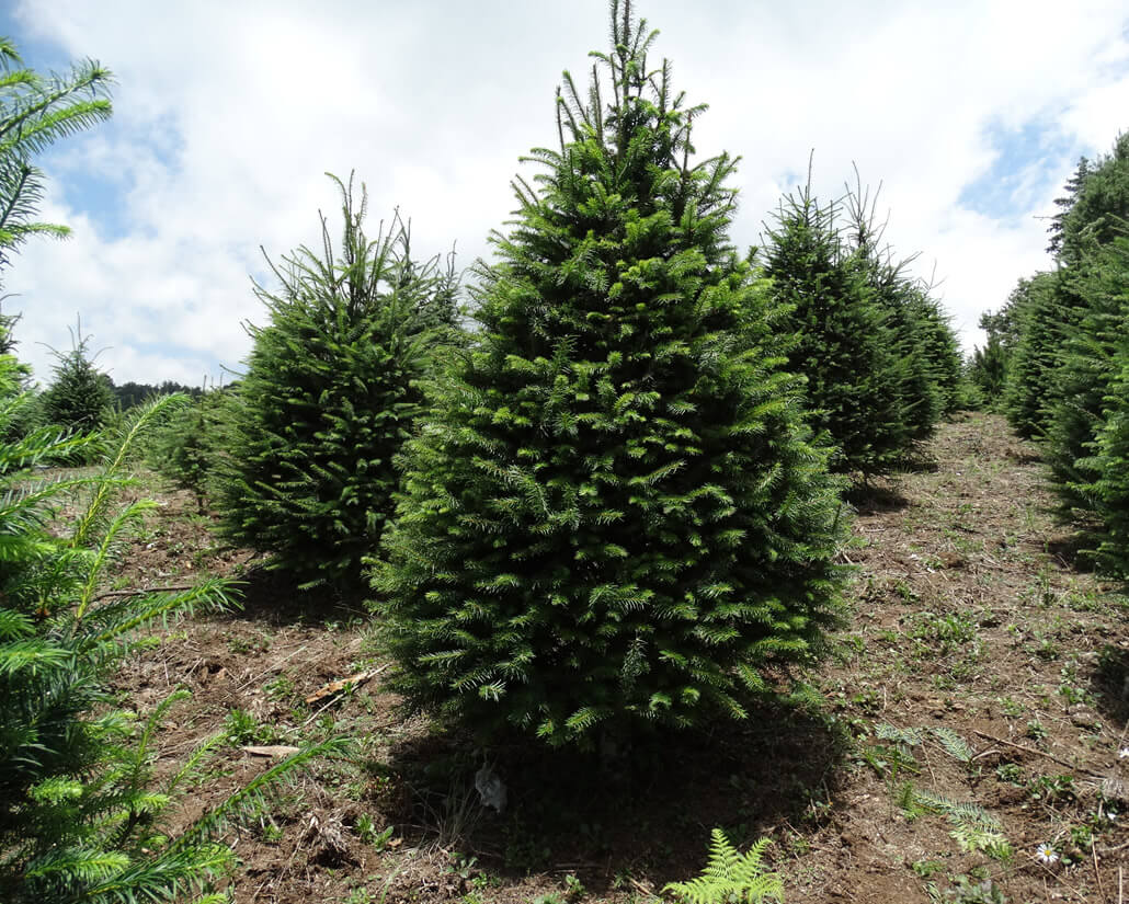 Árboles de Navidad Plantación las Rocas