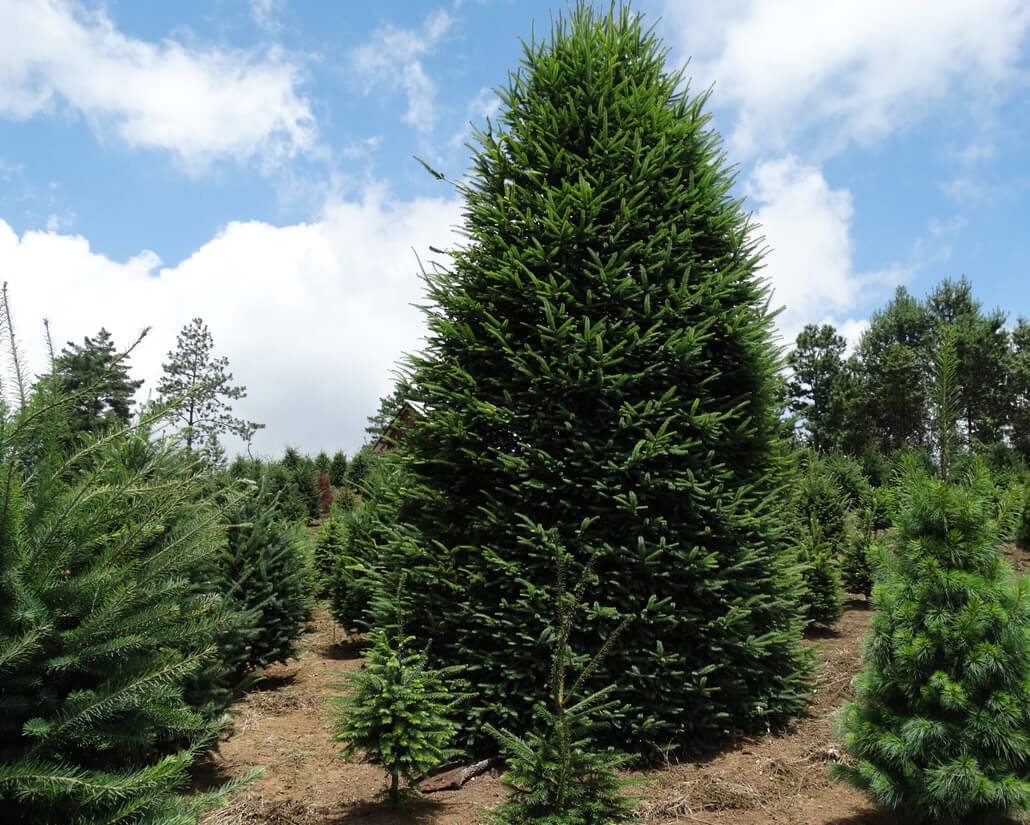 Árboles de Navidad Plantación las Rocas