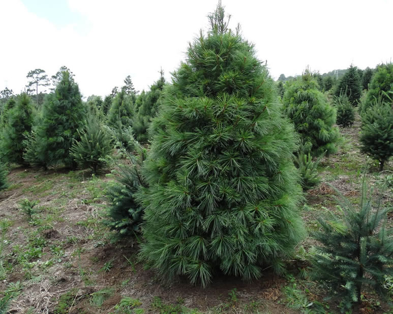 Árboles de Navidad Plantación las Rocas