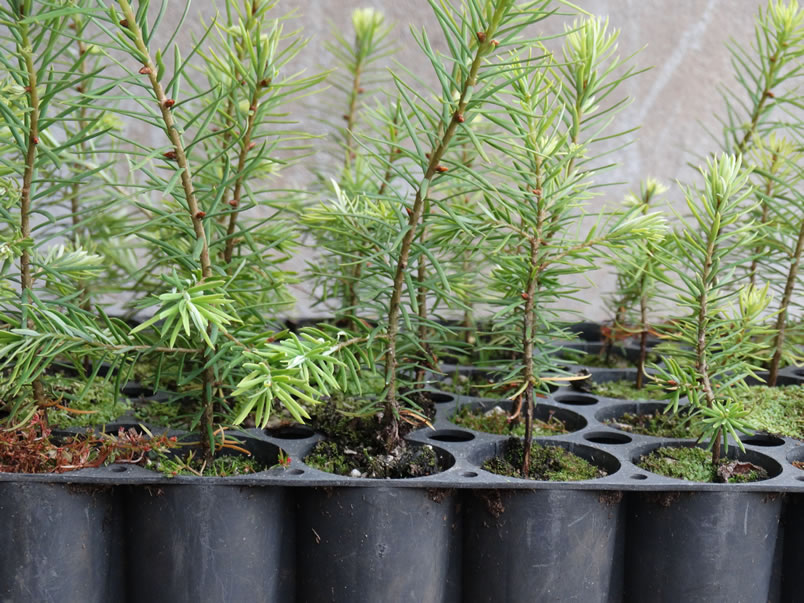 Árboles de Navidad Plantación las Rocas