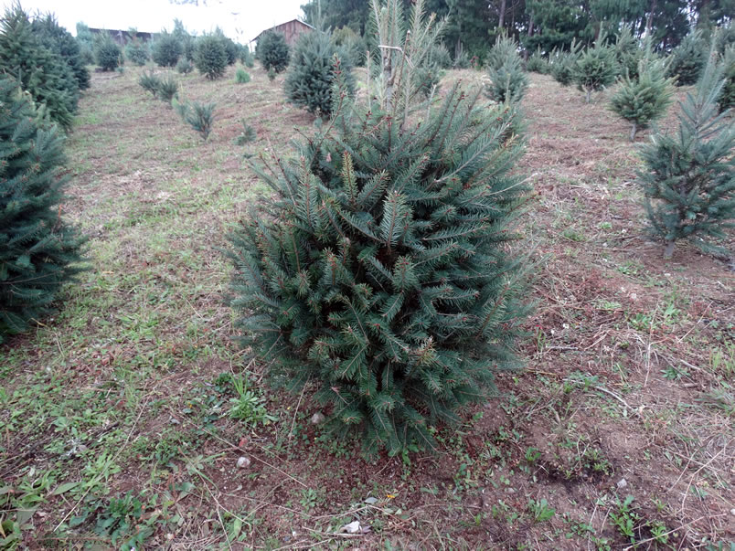 Árboles de Navidad Plantación las Rocas