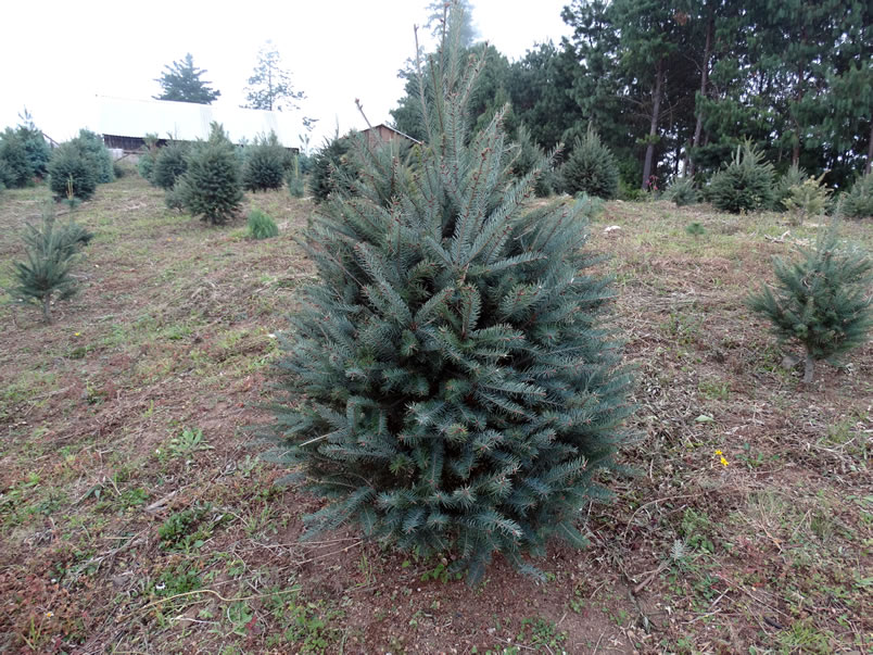 Árboles de Navidad Plantación las Rocas