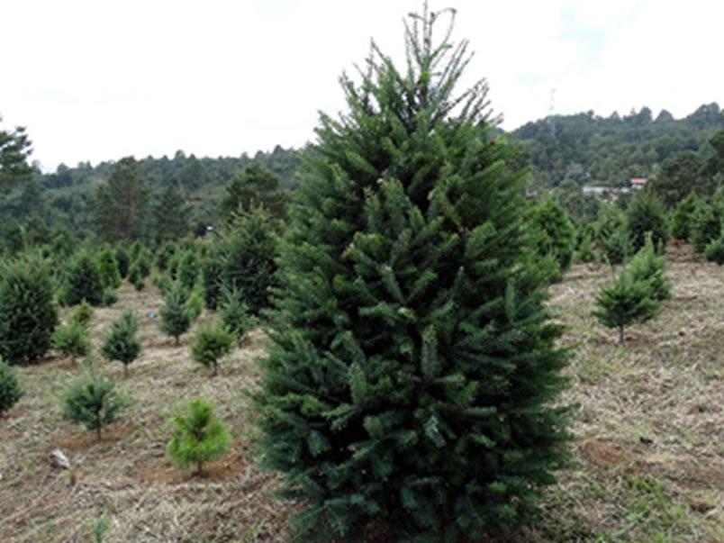 Árboles de Navidad Plantación las Rocas