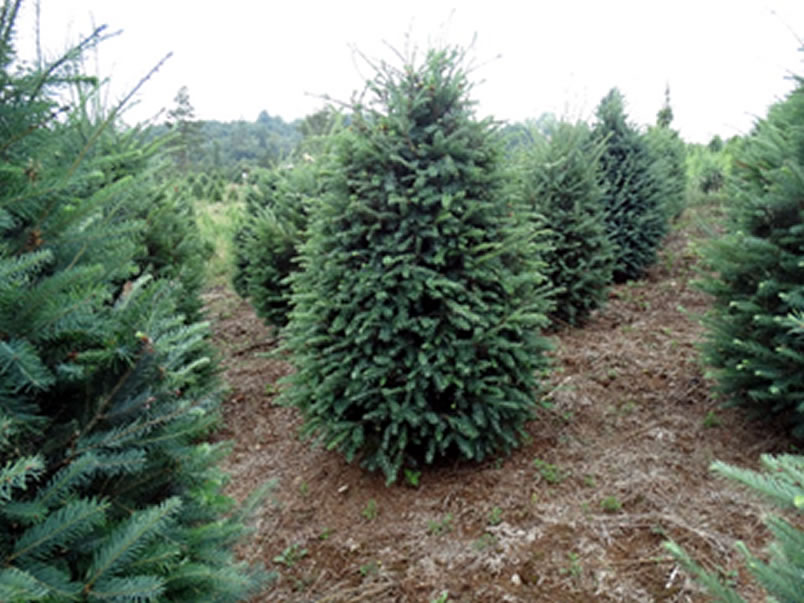 Árboles de Navidad Plantación las Rocas