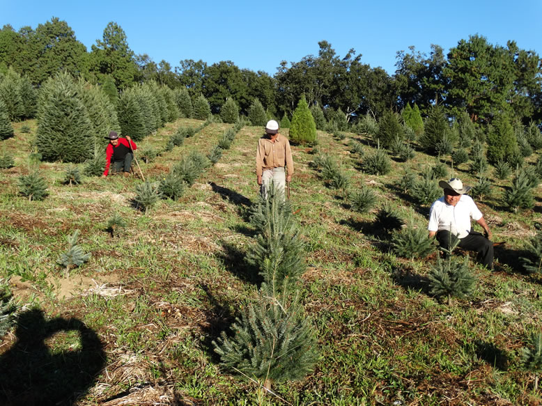 Árboles de Navidad Plantación las Rocas