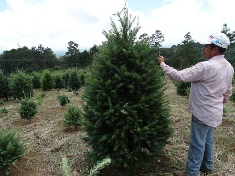 Árboles de Navidad Plantación las Rocas