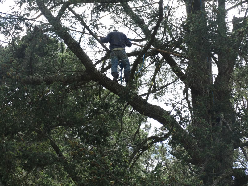 Árboles de Navidad Plantación las Rocas