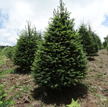 Árboles de Navidad Plantación las Rocas